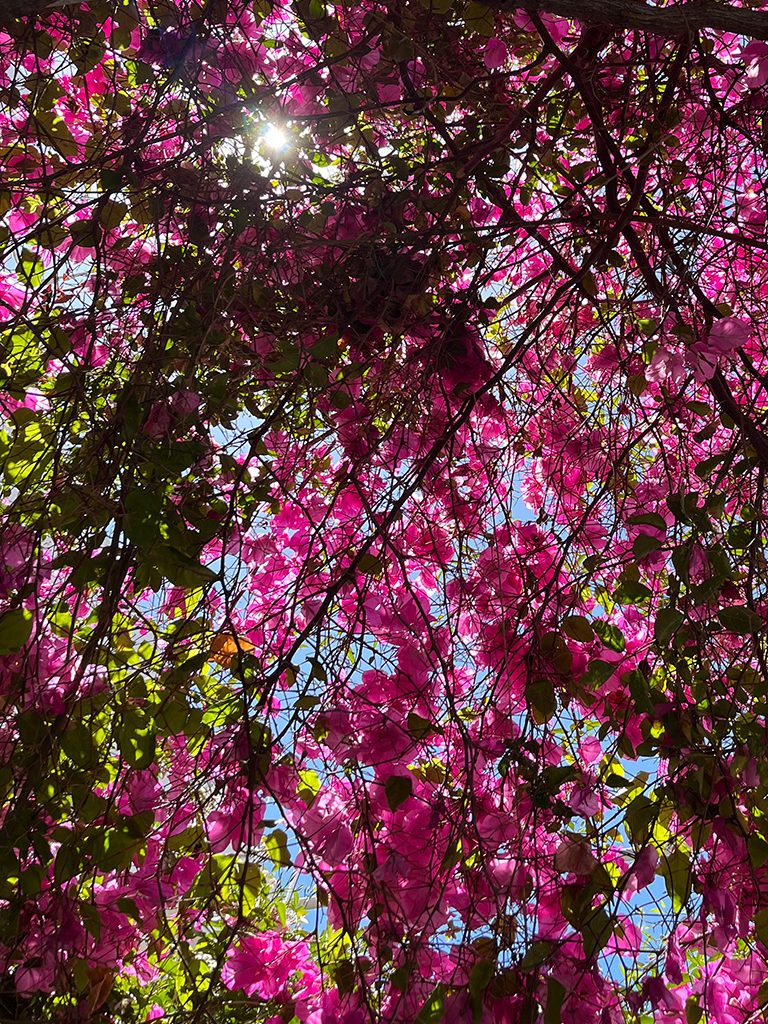 flower-bougainvillea
